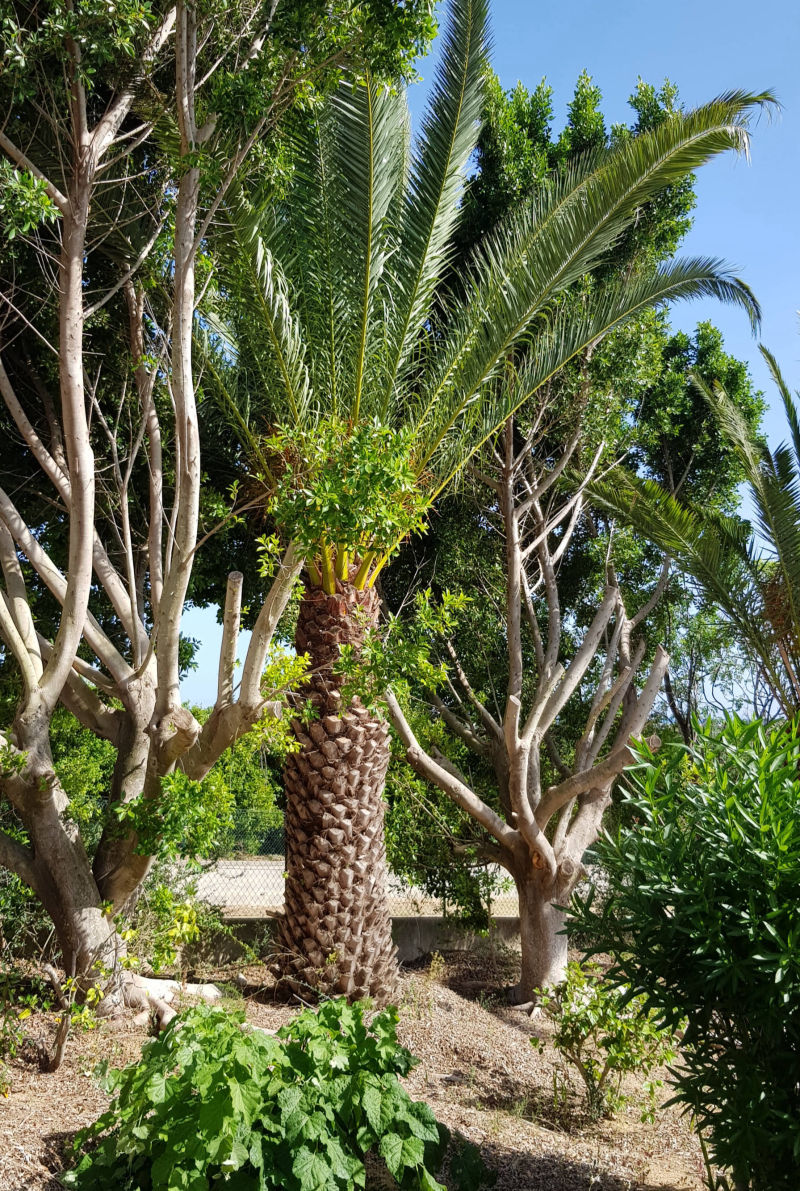 Grundstück mit Palmen